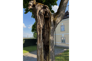 Stoletý strom